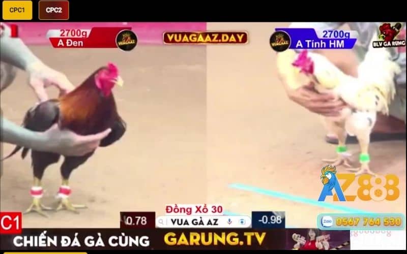 Chuyên bình luận đá gà tại bồ CPC1 và CPC2 Chuyên bình luận đá gà tại bồ CPC1 và CPC2